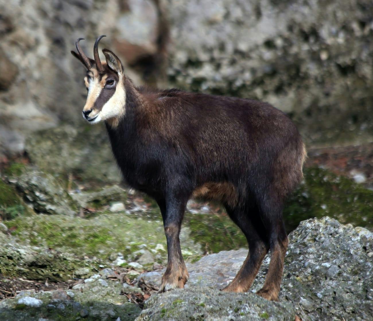 Chamois (Rupicapra rupicapra) - National Park Wildlife