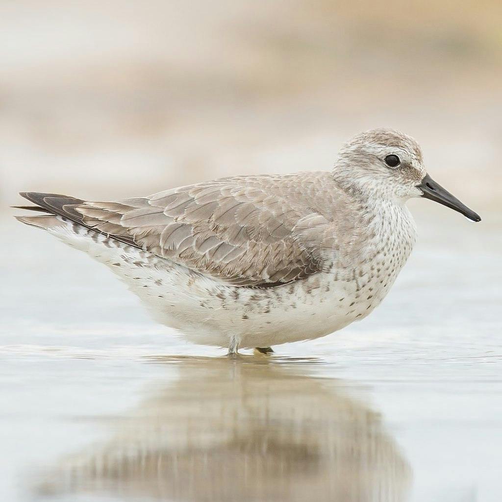 Red Knot