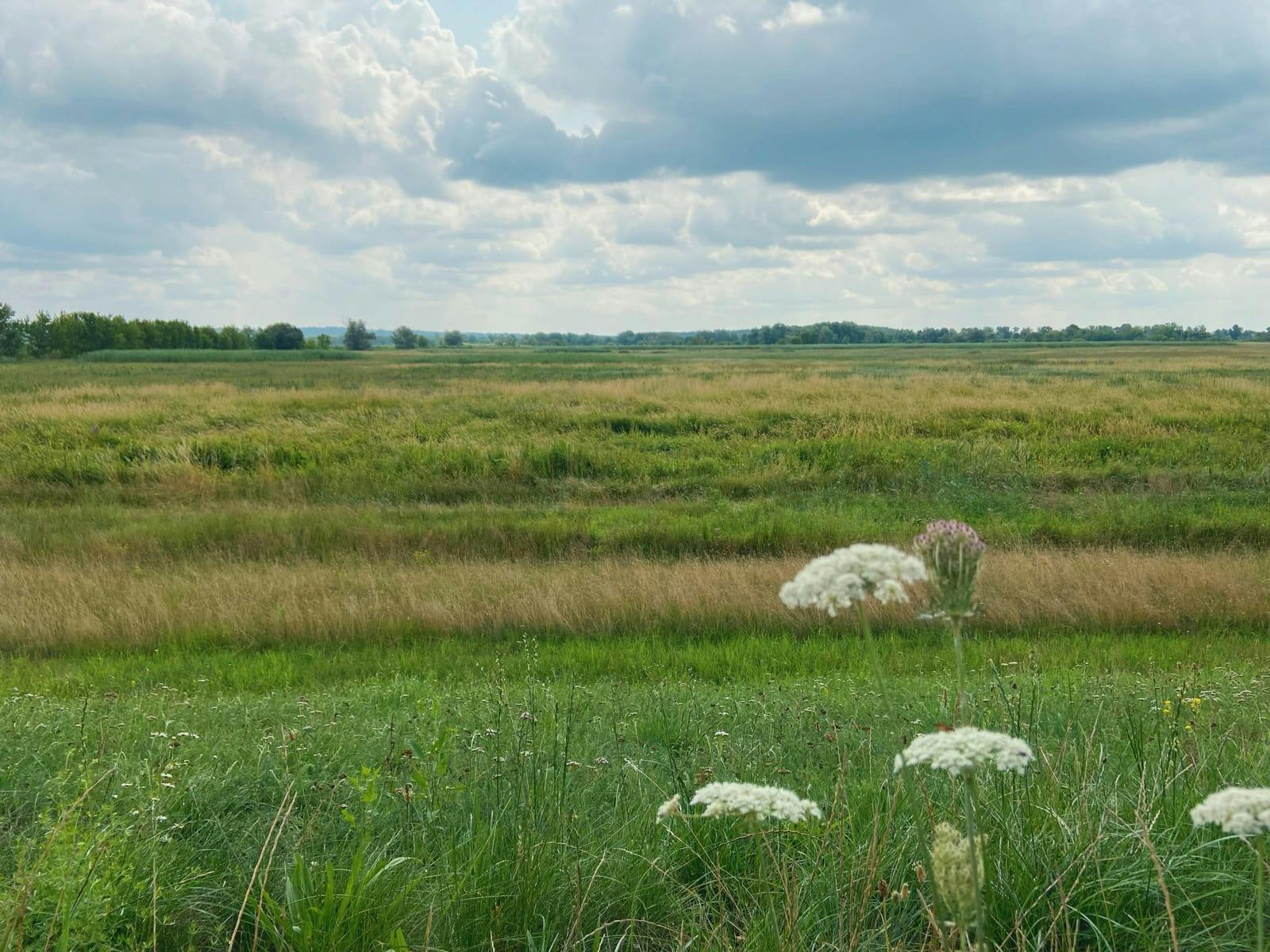 Lower Oder National Park - Meadow