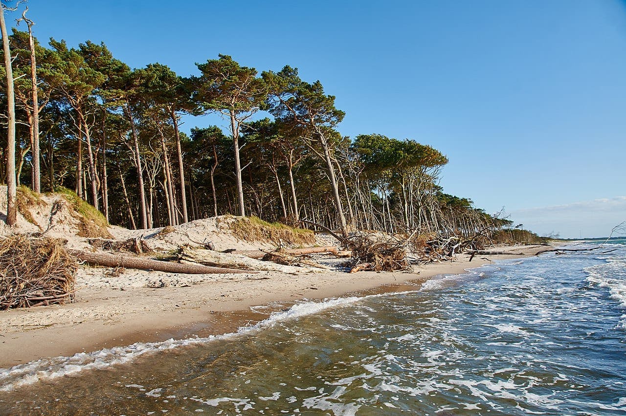 Western Pomerania Lagoon Area National Park - Forest Hike