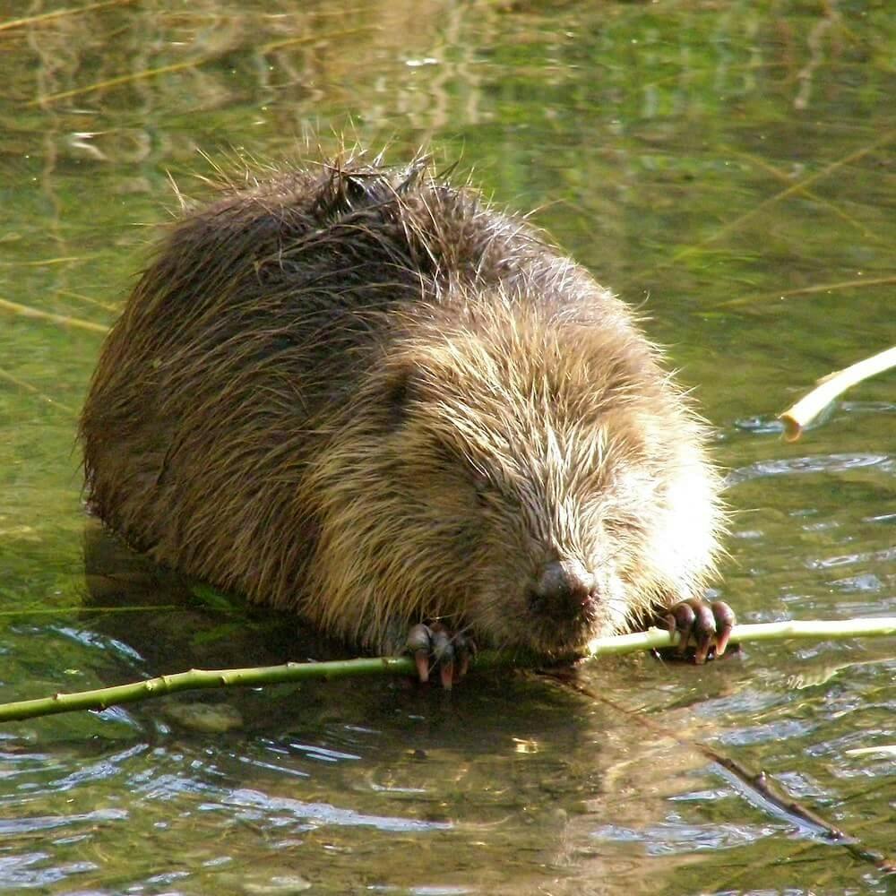 Eurasian Beaver