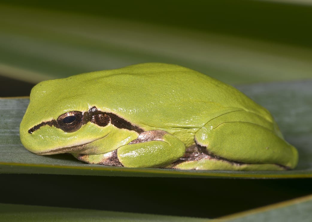 Mediterranean tree frog