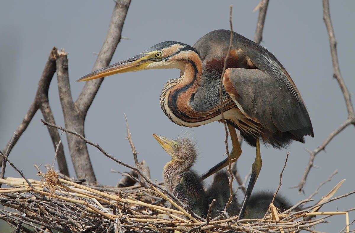 Purple Heron (Ardea purpurea)