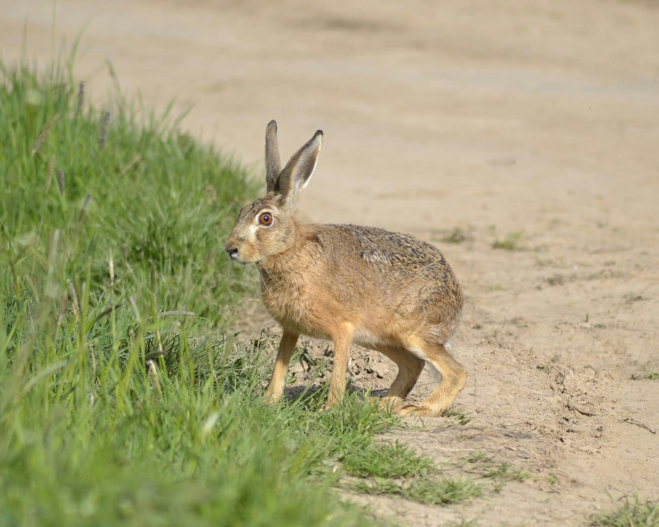 European Hare (Lepus europaeus)