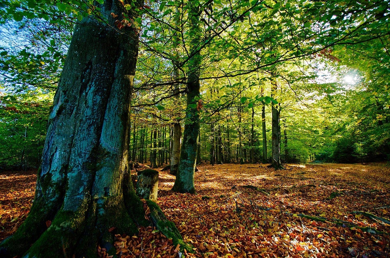 Kellerwald-Edersee National Park - Bösenberg Hike