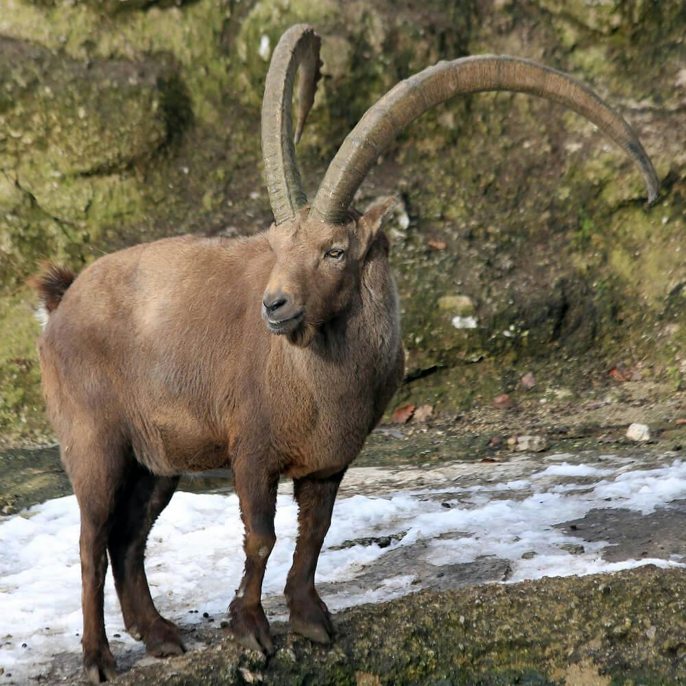 Alpine Ibex