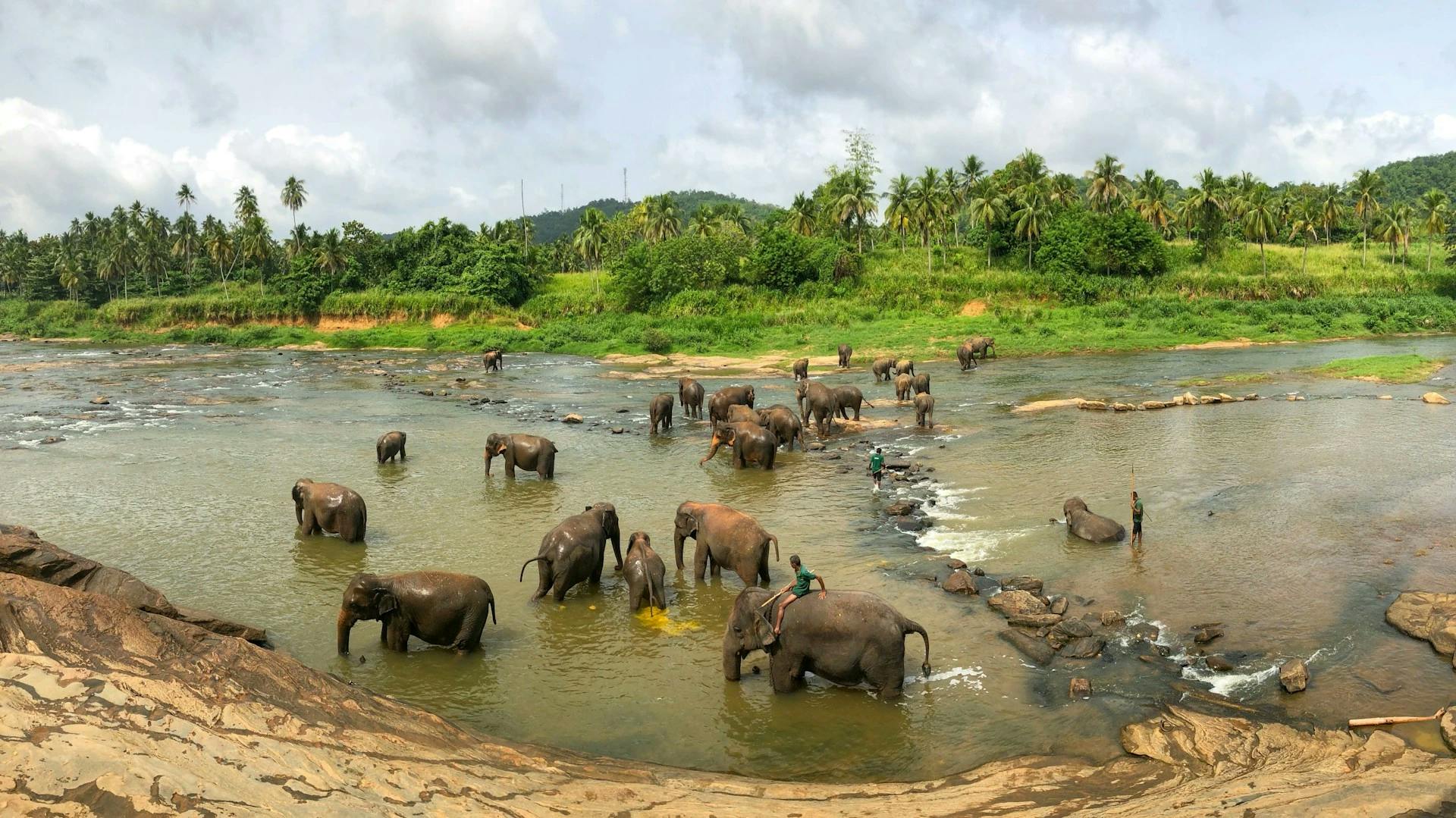 watching elephants bathe at Pinnawala, Sri Lanka