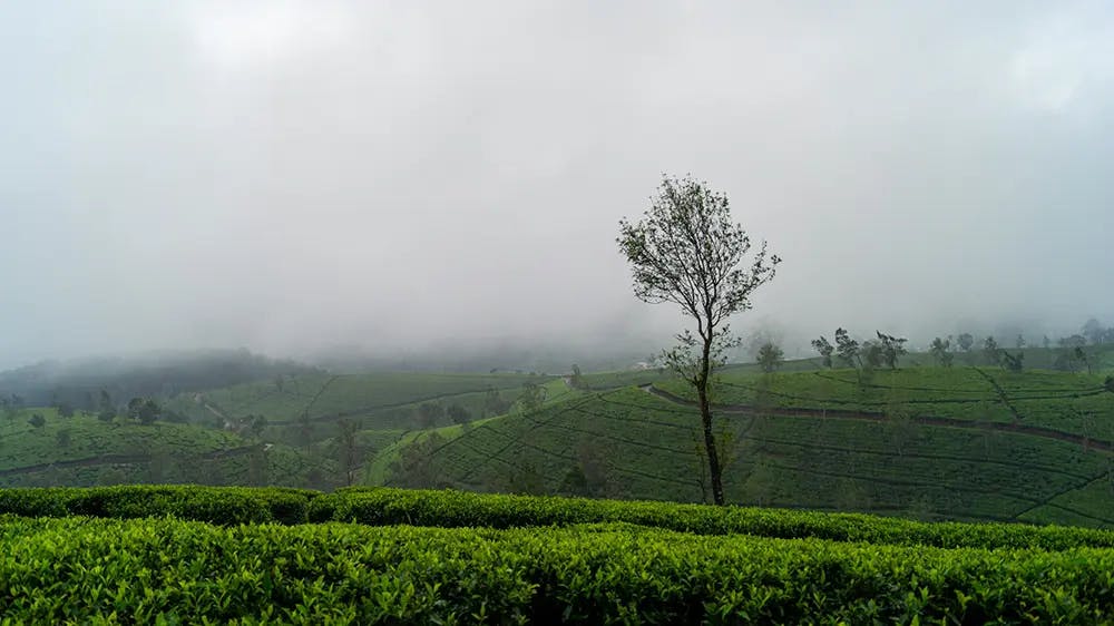 Kandy with tea plantations. Image : Anatoly Maltsev