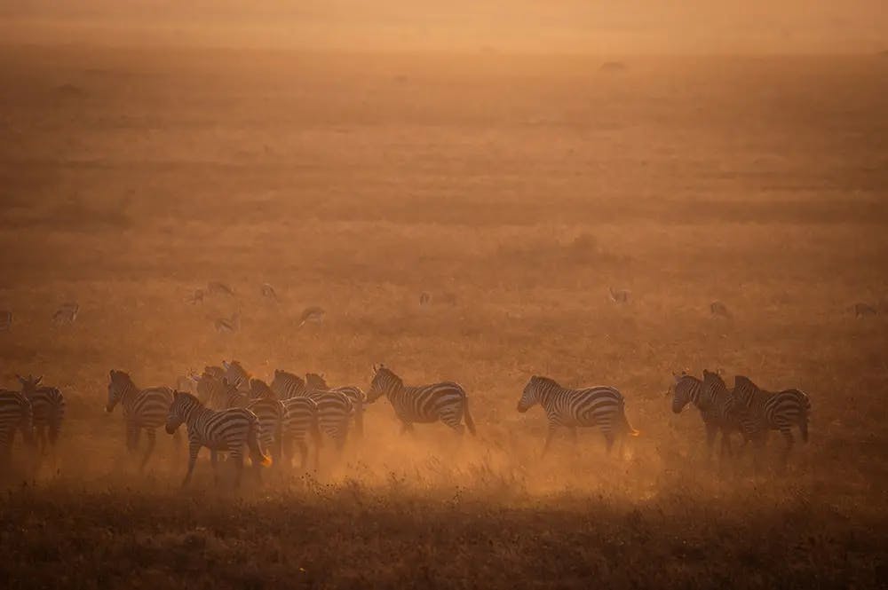Serengeti plains at golden hour. Photo by Helena Pfisterer