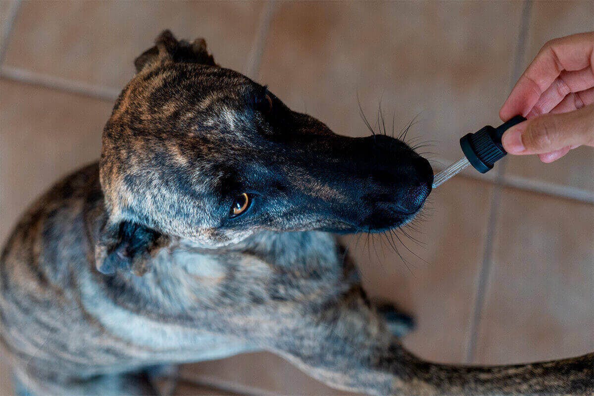 Beneficios de usar CBD para mascotas