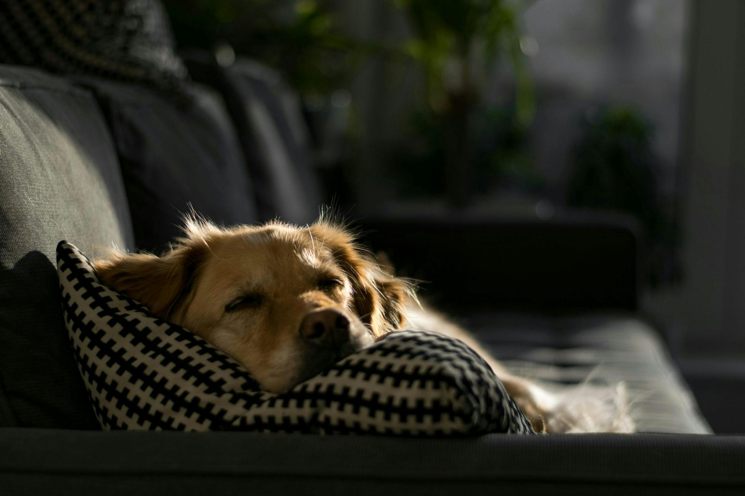 Beneficios potenciales del CBD para la salud general de los perros