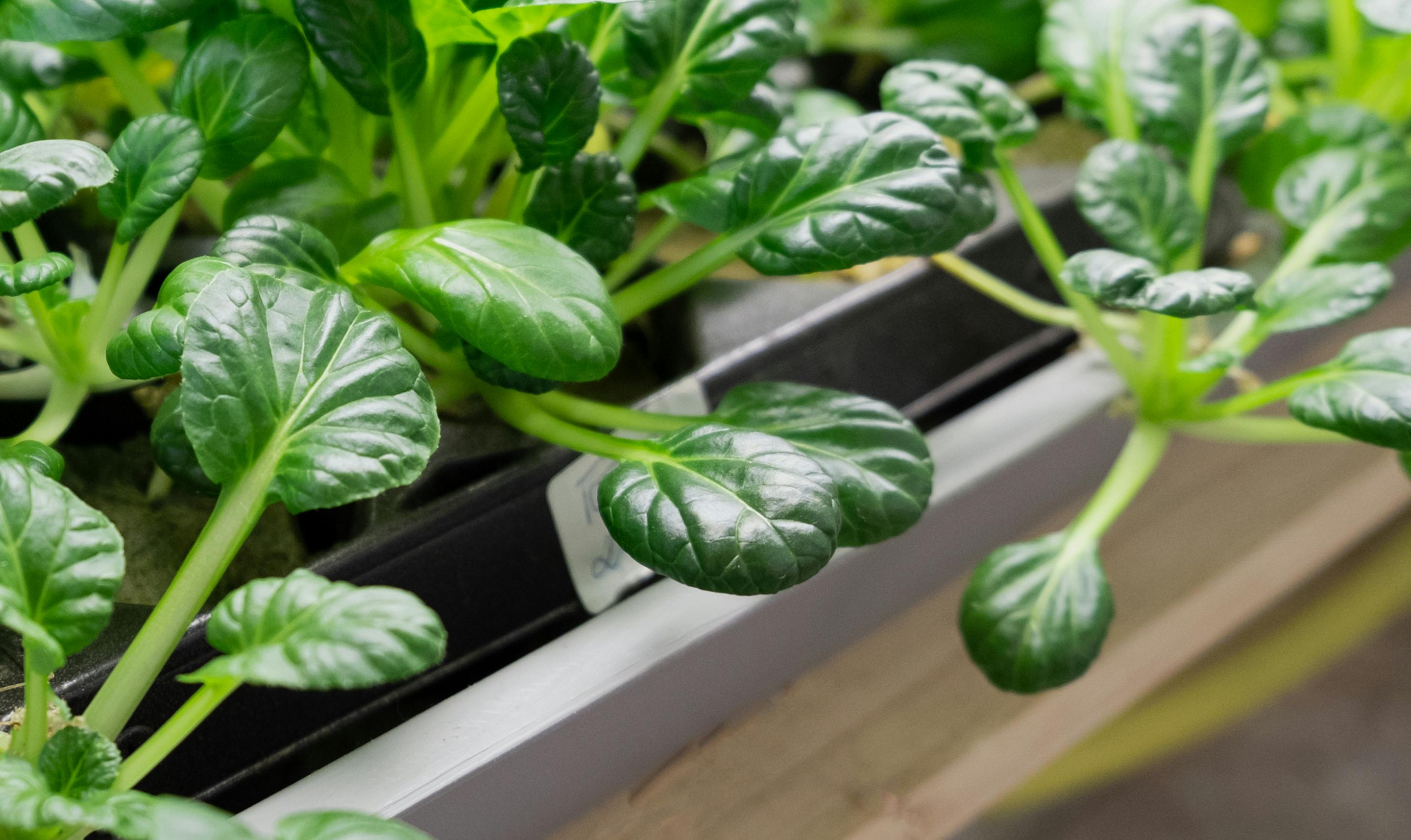 Blog Sustainable Food Systems: Why it is Time for a Responsible F&B Production