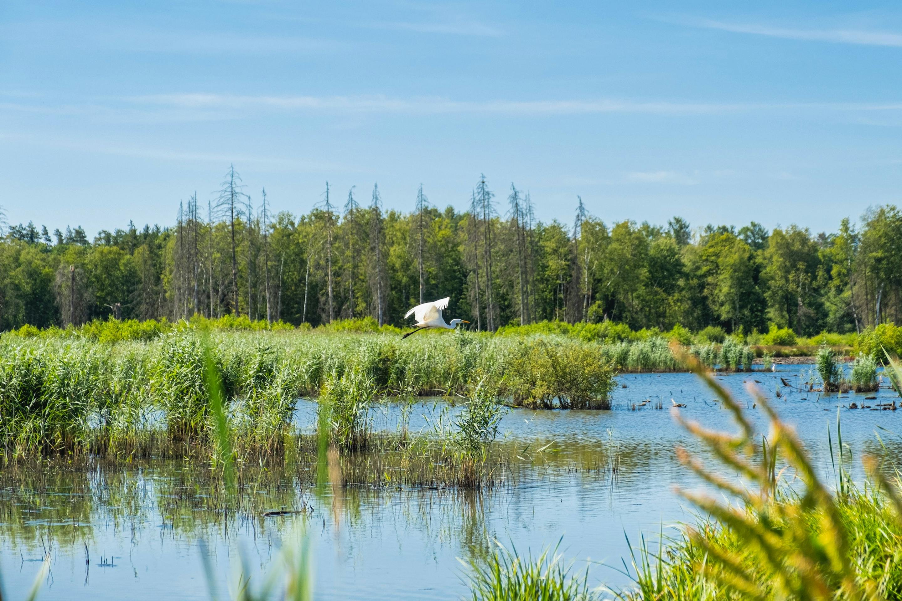 Blog Post Image for IoT and the Battle Against Biodiversity Loss: A Powerful Solution for a Pressing Challenge