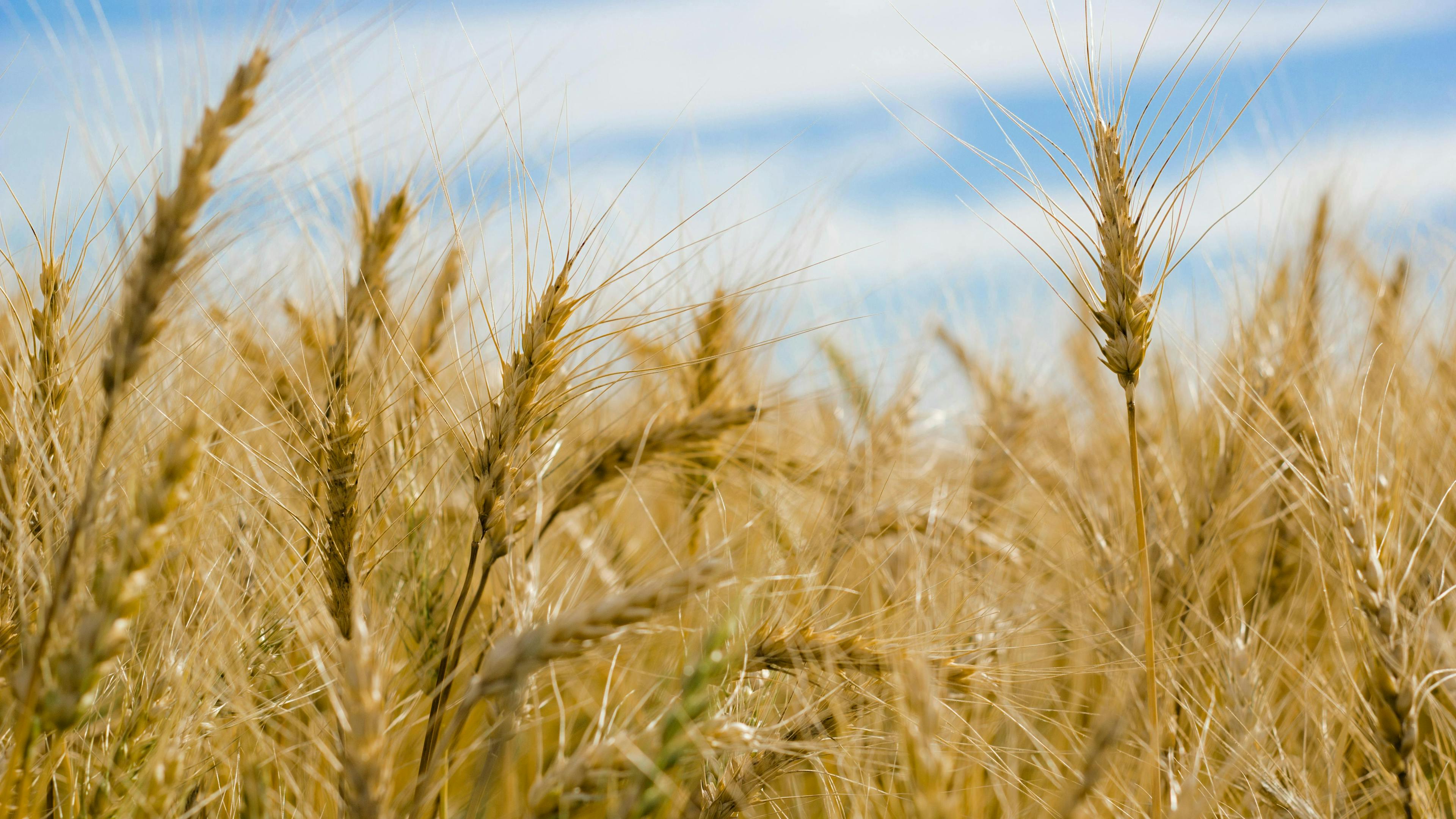 wheat
