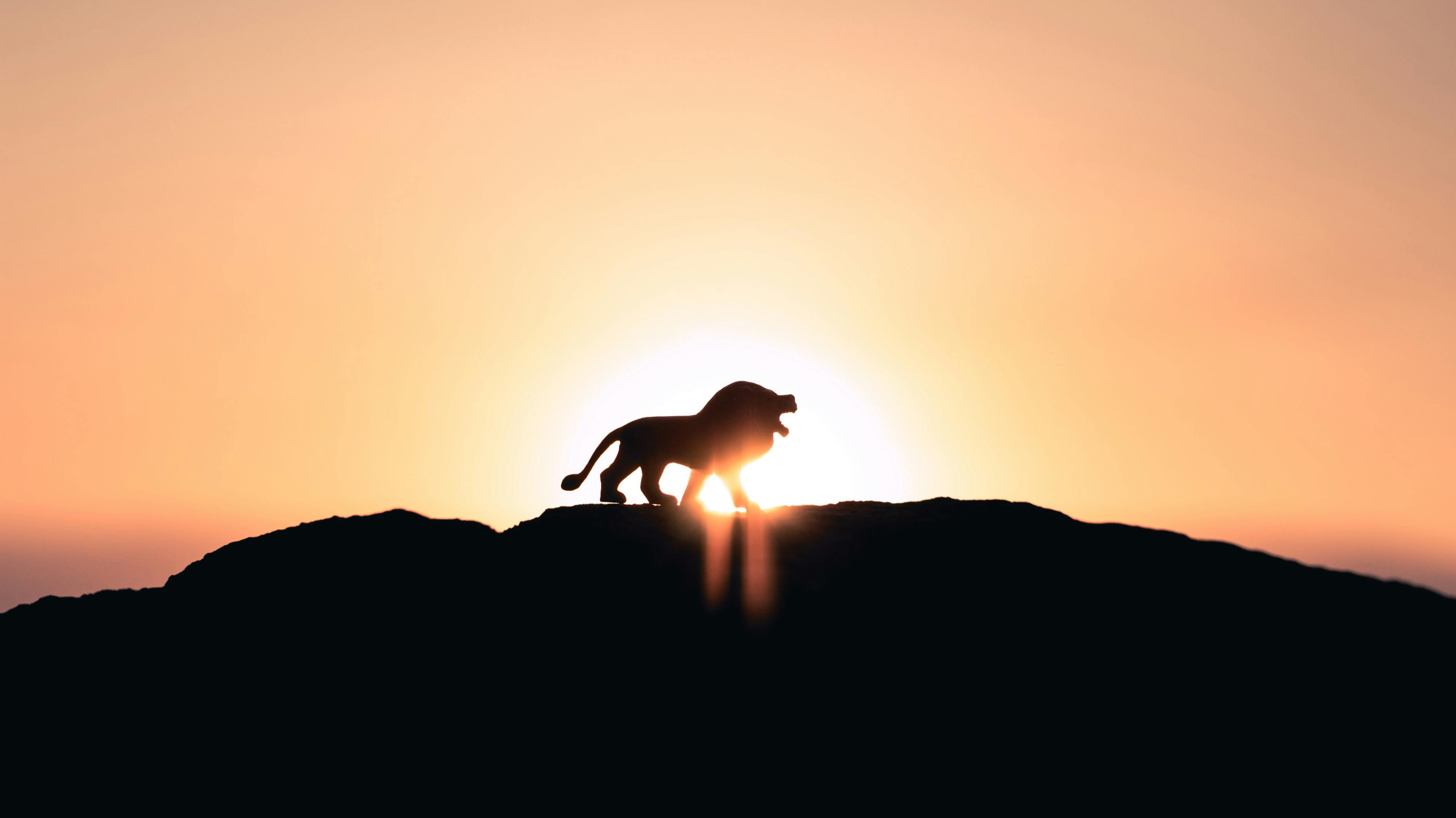 Lion at sunset