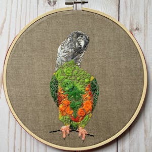Senegal Parrot - Stanley (Click to zoom)