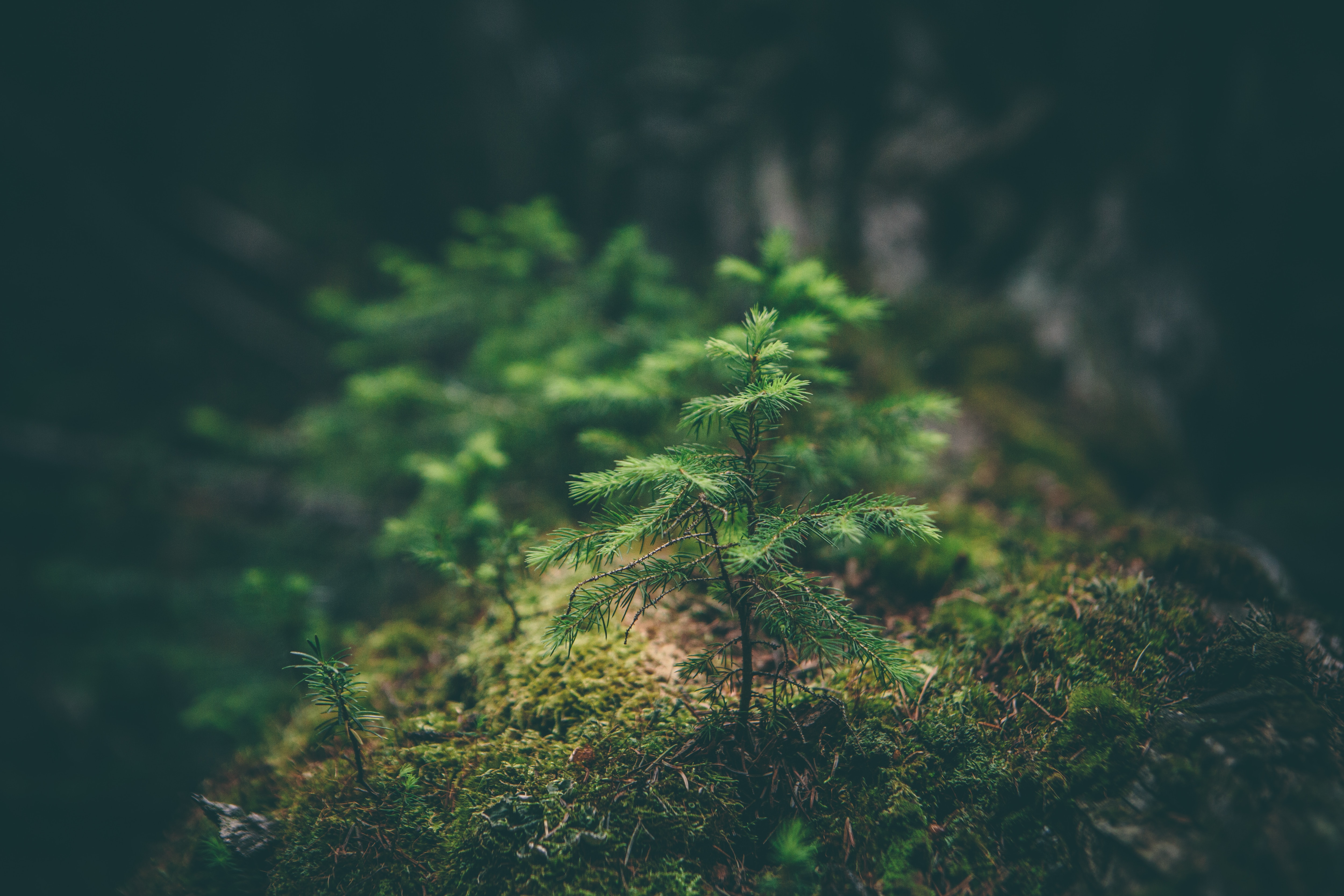 Small, green plants growing on a rock covered with moss