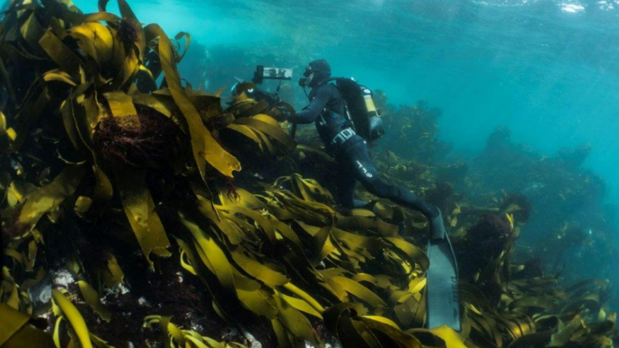 Roger Horrocks films in the kelp forest. Wearing a wetsuit and other assorted diving gear, he almost leans into a large growth of yellow-green kelp.