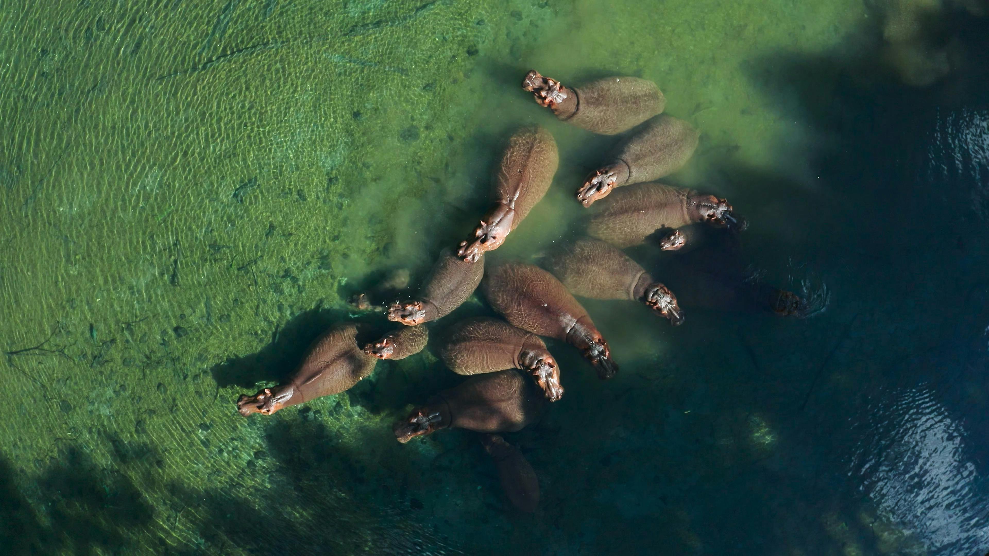 Some hippos float around a green pool of water.