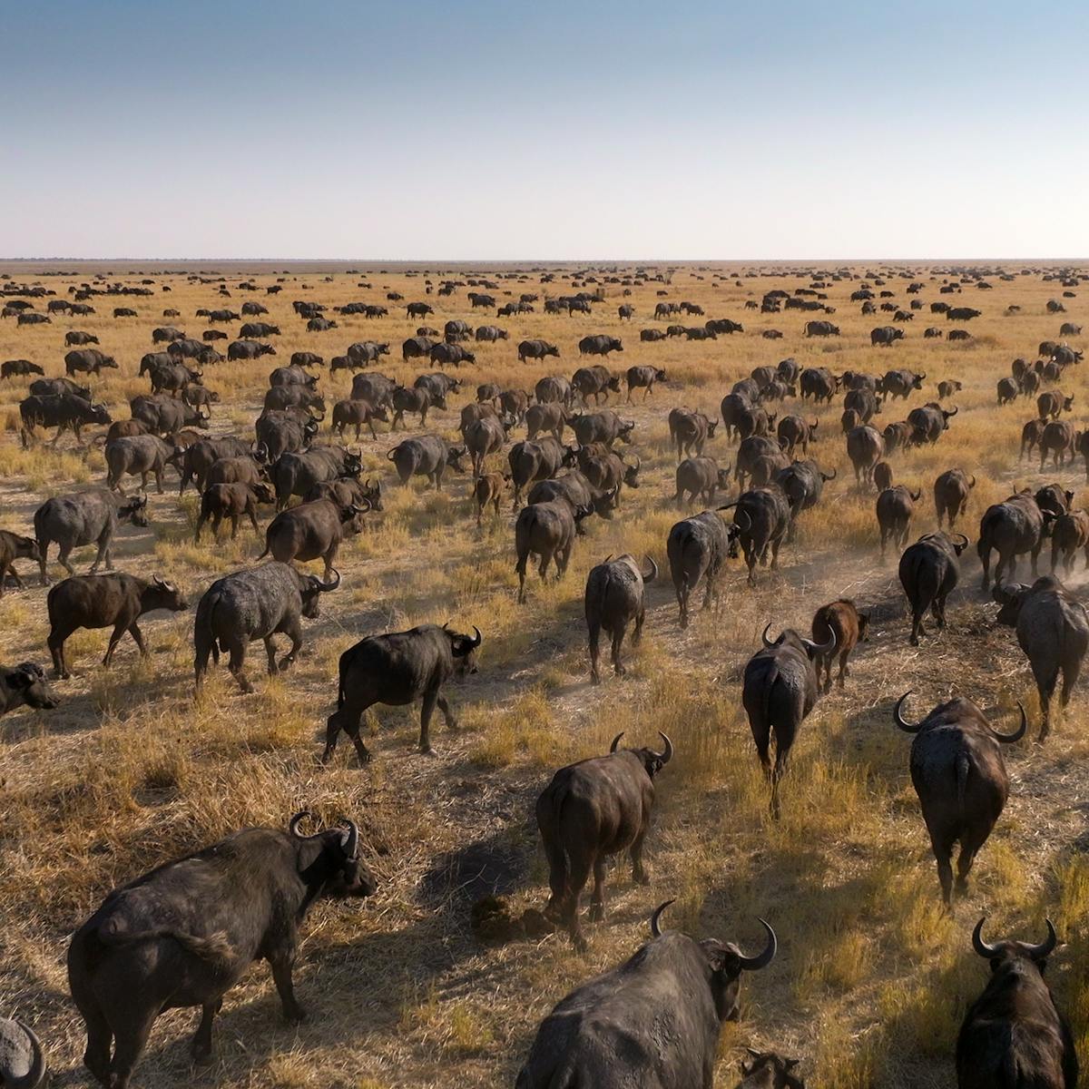 A herd of cattle walk across a dry, grassy area.