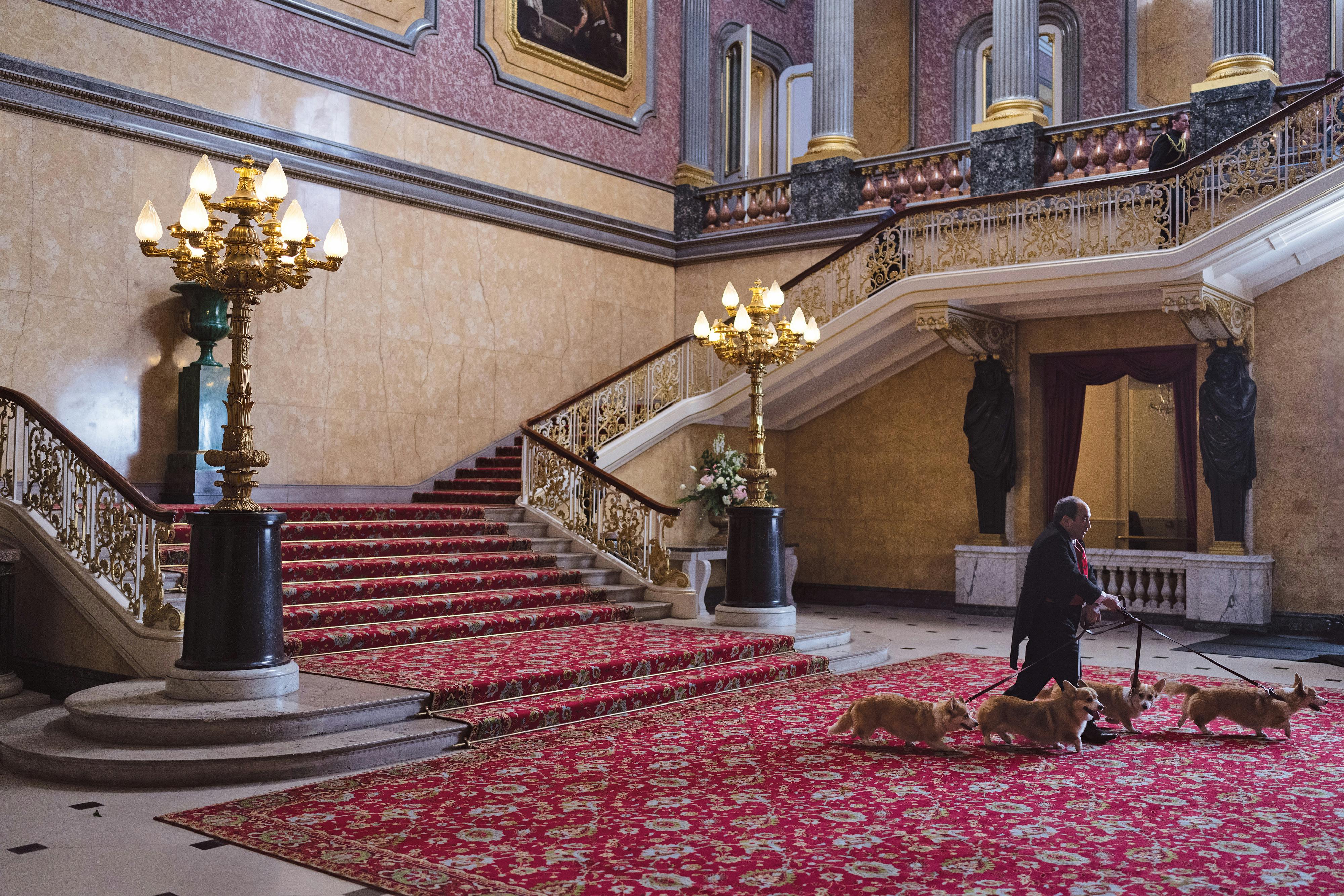 A shot from the interior of Buckingham Palace. A man walks four corgis on a red carpet.