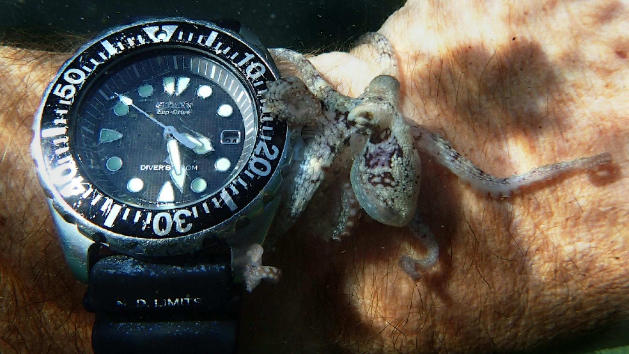 A tiny octopus is photographed next to a wristwatch for scale. The creature is about the size of the watch face. It begins to wrap its tentacles around the object, feeling the arm the watch is attached to at the same time.