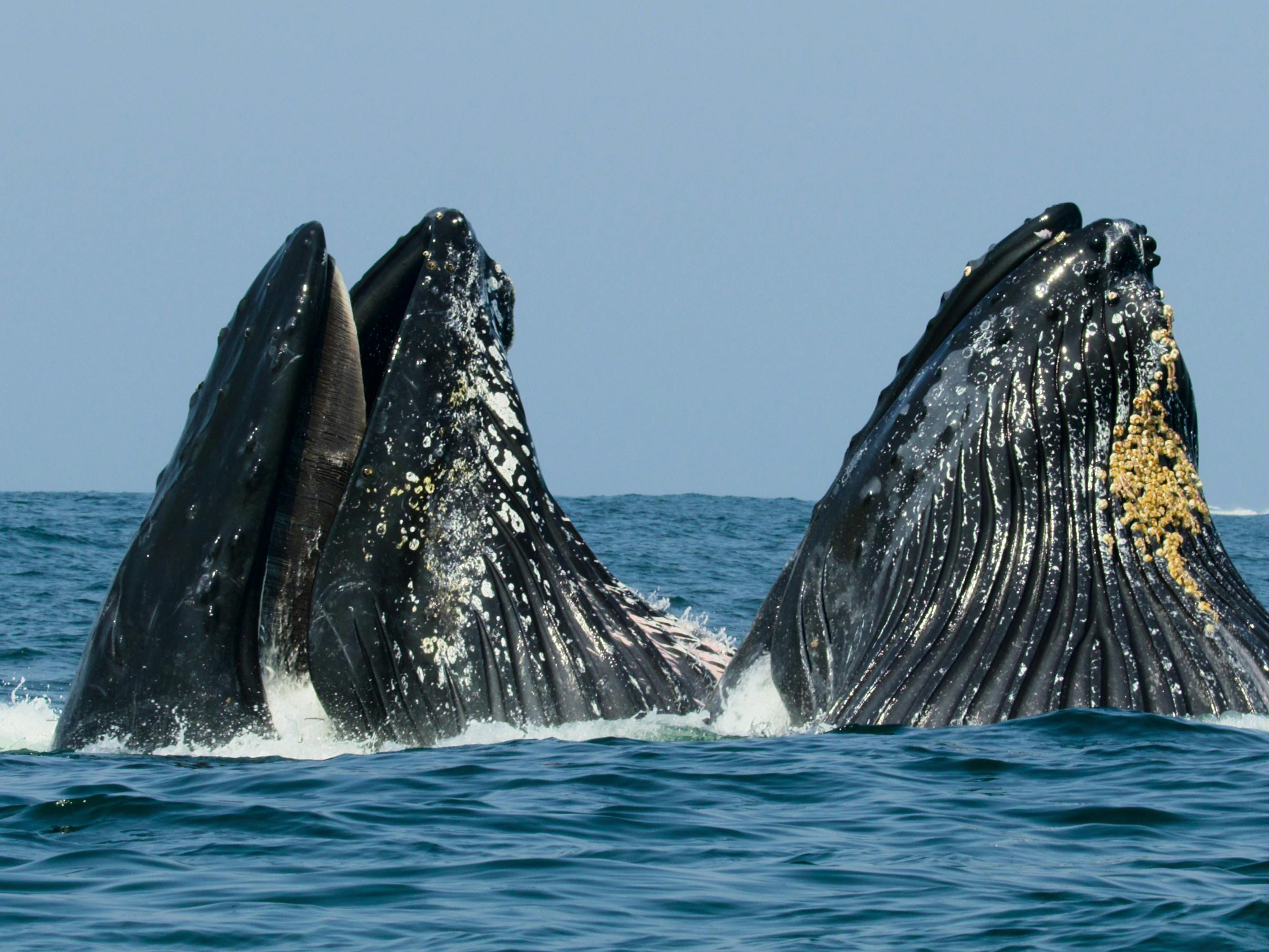 Great Blue Whales raise their heads to the sky.