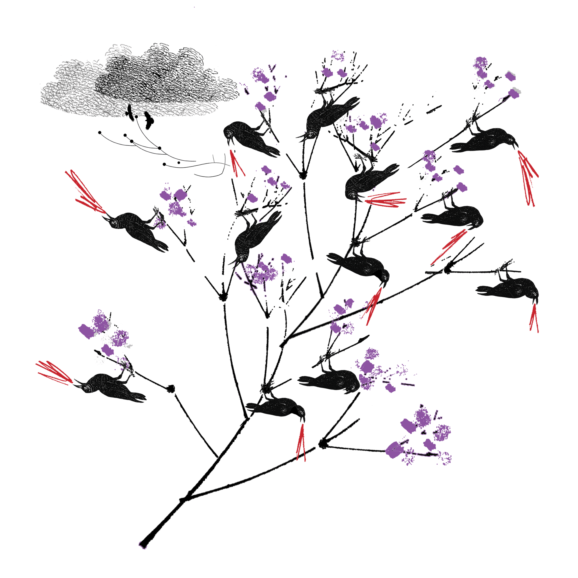 Some black crows perch in a thin tree with purple flowers.