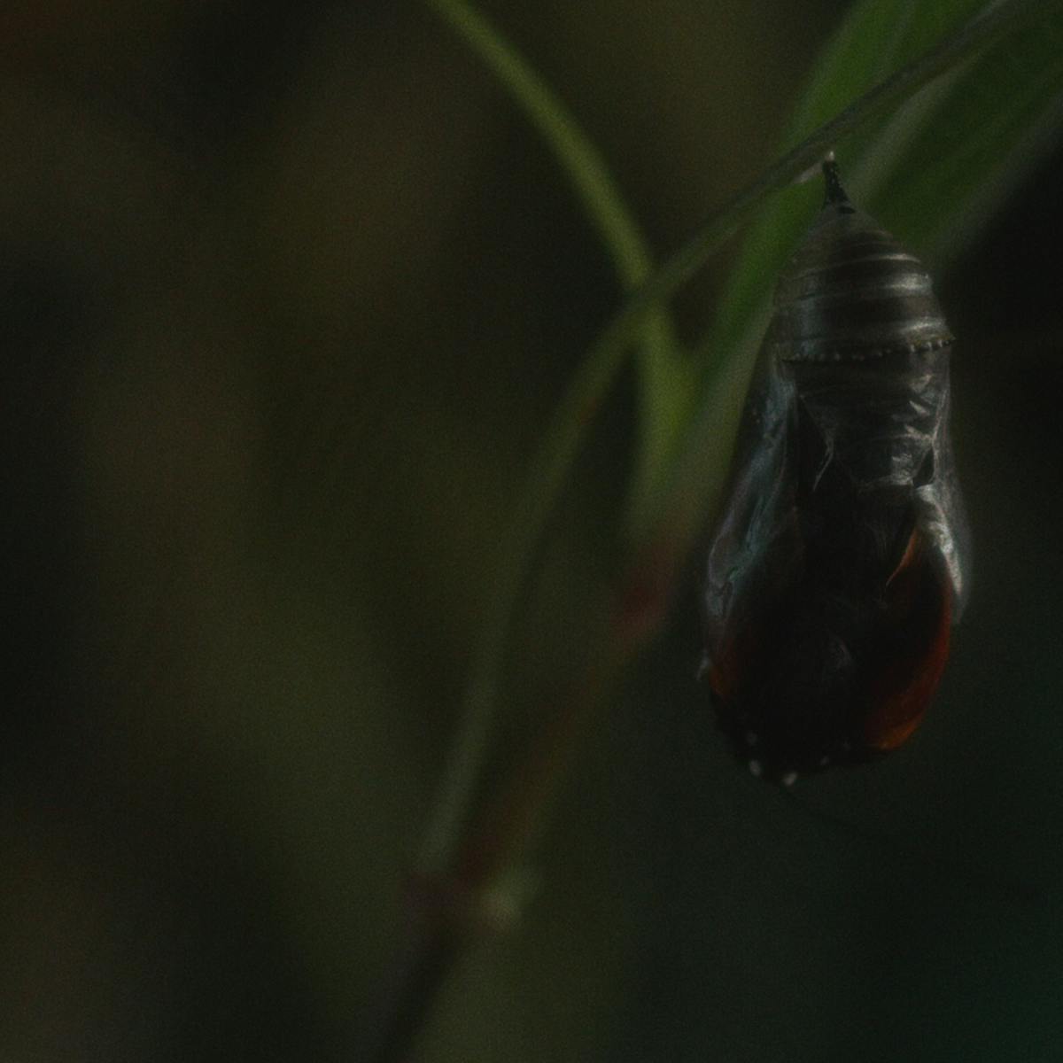 A black cocoon hangs from a plant.