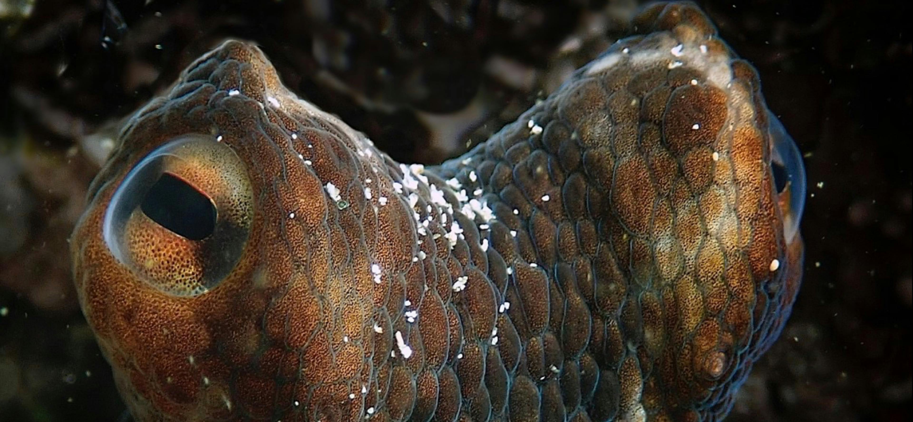 The eyes of the common octopus from the Netflix documentary My Octopus Teacher peer out from black ocean waters. The octopus’s skin glows reddish brown, yellow, and blue.