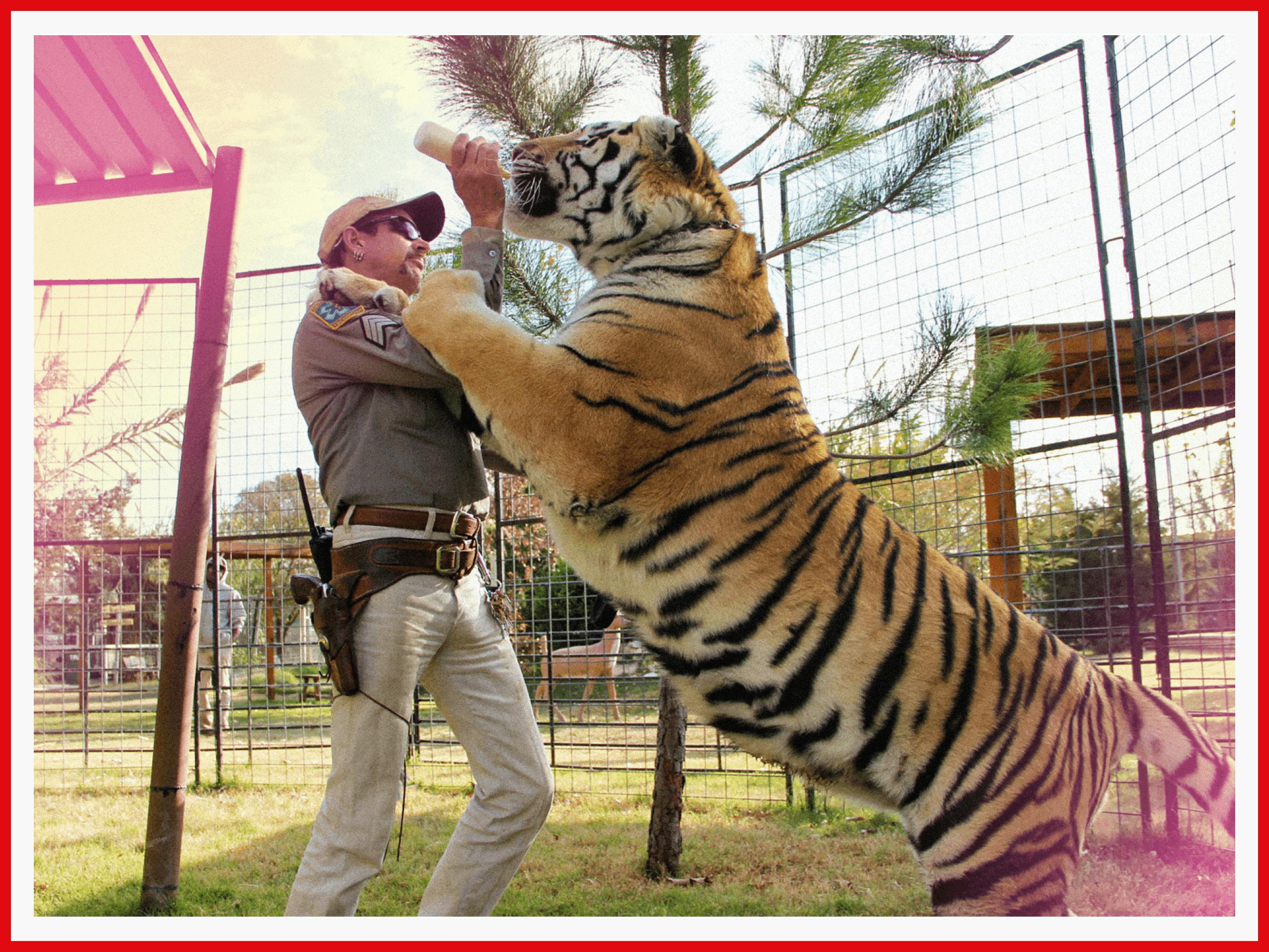 Joe Exotic bottle-feeds an eager tiger.