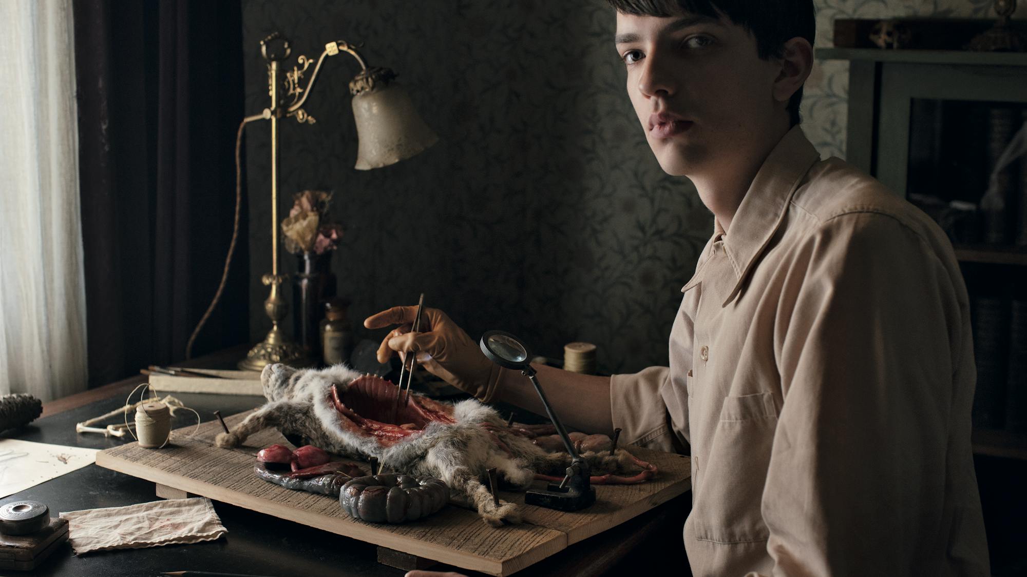 Kodi Smit-McPhee sits at a desk with an open rabbit in front of him. He wears a light colored buttoned down shirt and holds surgical instruments.