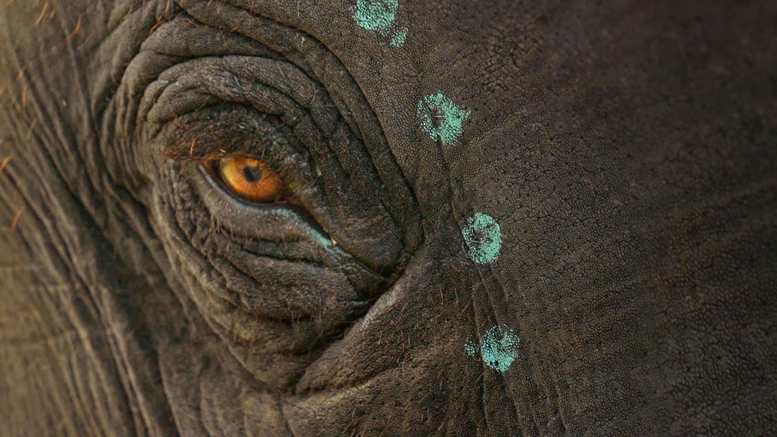 One of the elephants from the documentary short by Kartiki Gonsalves has a trail of blue painted dots framing its orange eye.