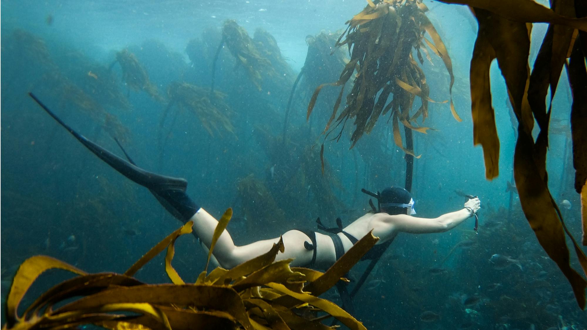 Co-director Pippa Ehrlich swims through the kelp forest wearing long black flippers and a bathing suit that belies how cold it can get in the waters near Cape Town. She points a small camera in front of her. Kelp and myriad fish move with the current.