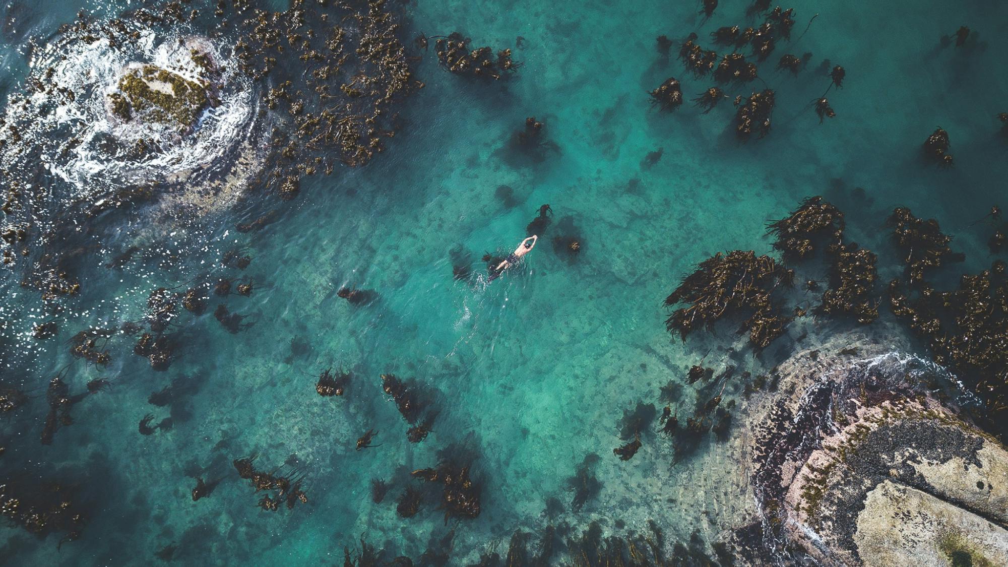 An aerial shot of Craig Foster swimming in the kelp forest. The blue-green water swirls around outcroppings of rock and the kelp seems to rise up like trees.