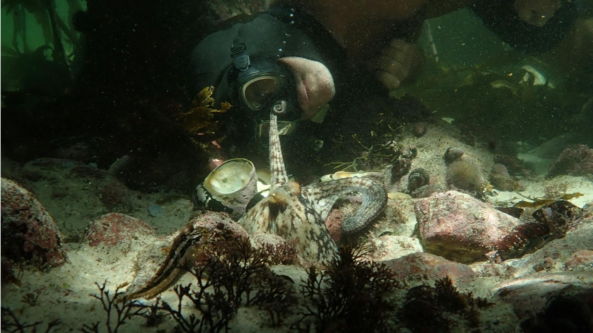 Craig Foster with the octopus on the seafloor. Foster lays his head flat against the sand. The animal reaches out with one tentacle toward his face. It’s ensconced amidst red rocks, coral, and shells, as if in a treasure chest.