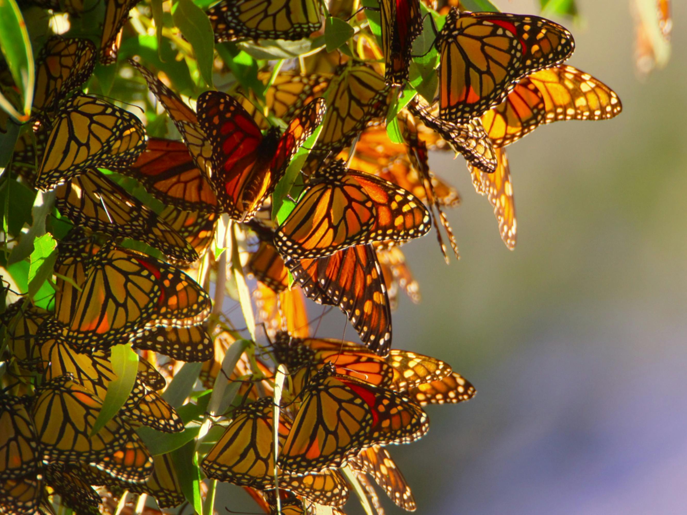 Some monarch butterflies lit up by the sun.
