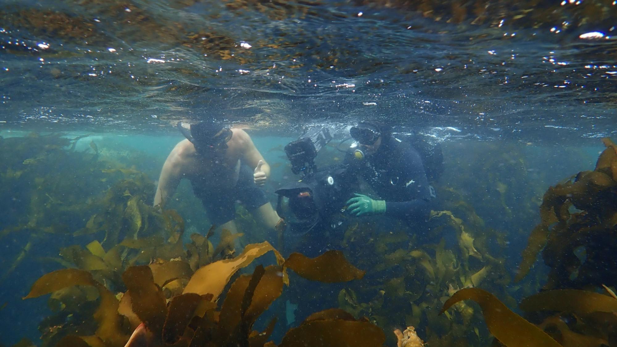 Foster and Roger Horrocks snorkel in the kelp forest. Horrocks is maneuvering a large camera. The water is suffused with light and the greenish yellow kelp seems to wave in the current. 