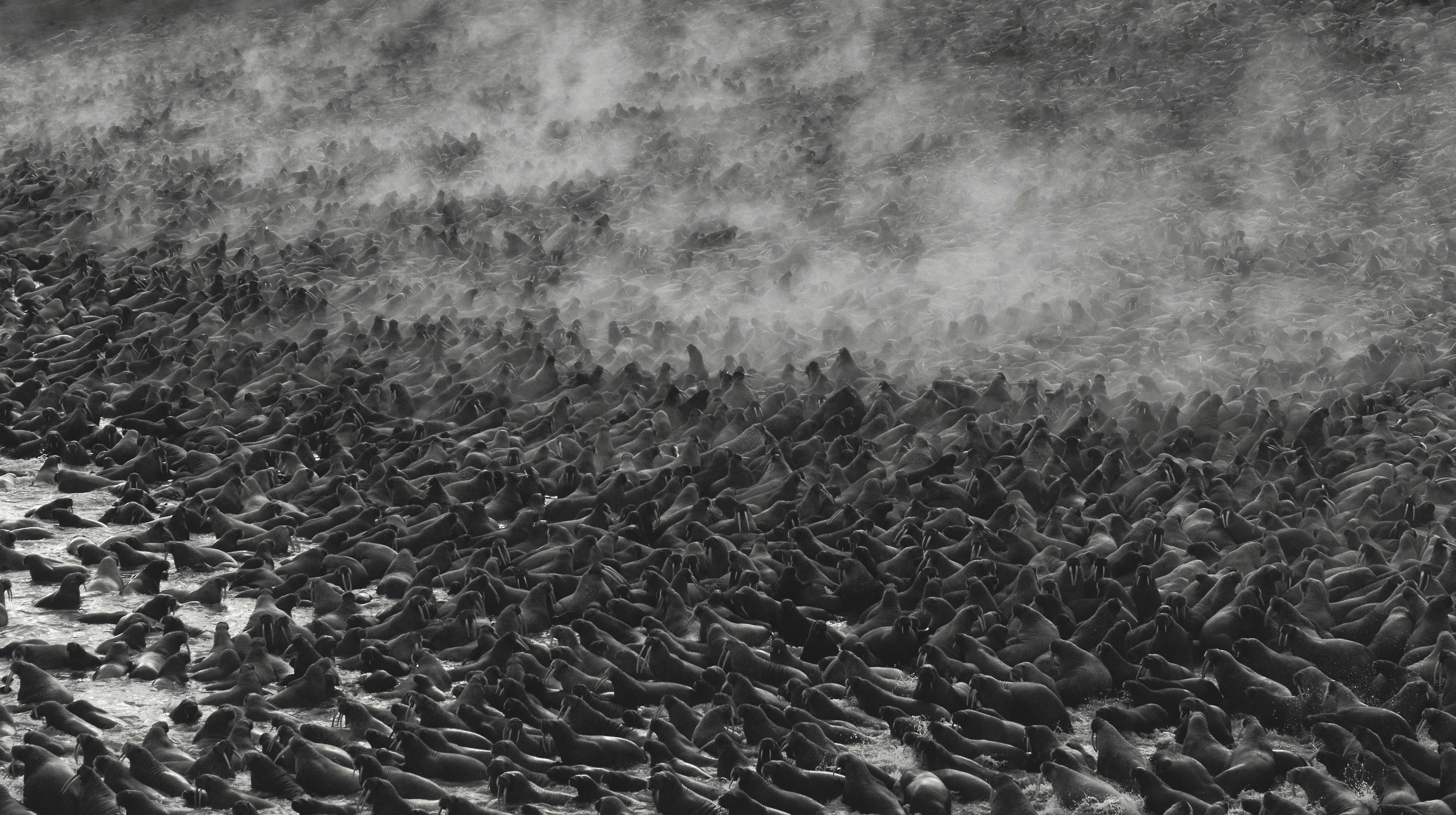 Hundreds of walruses lie on a fog-covered beach.