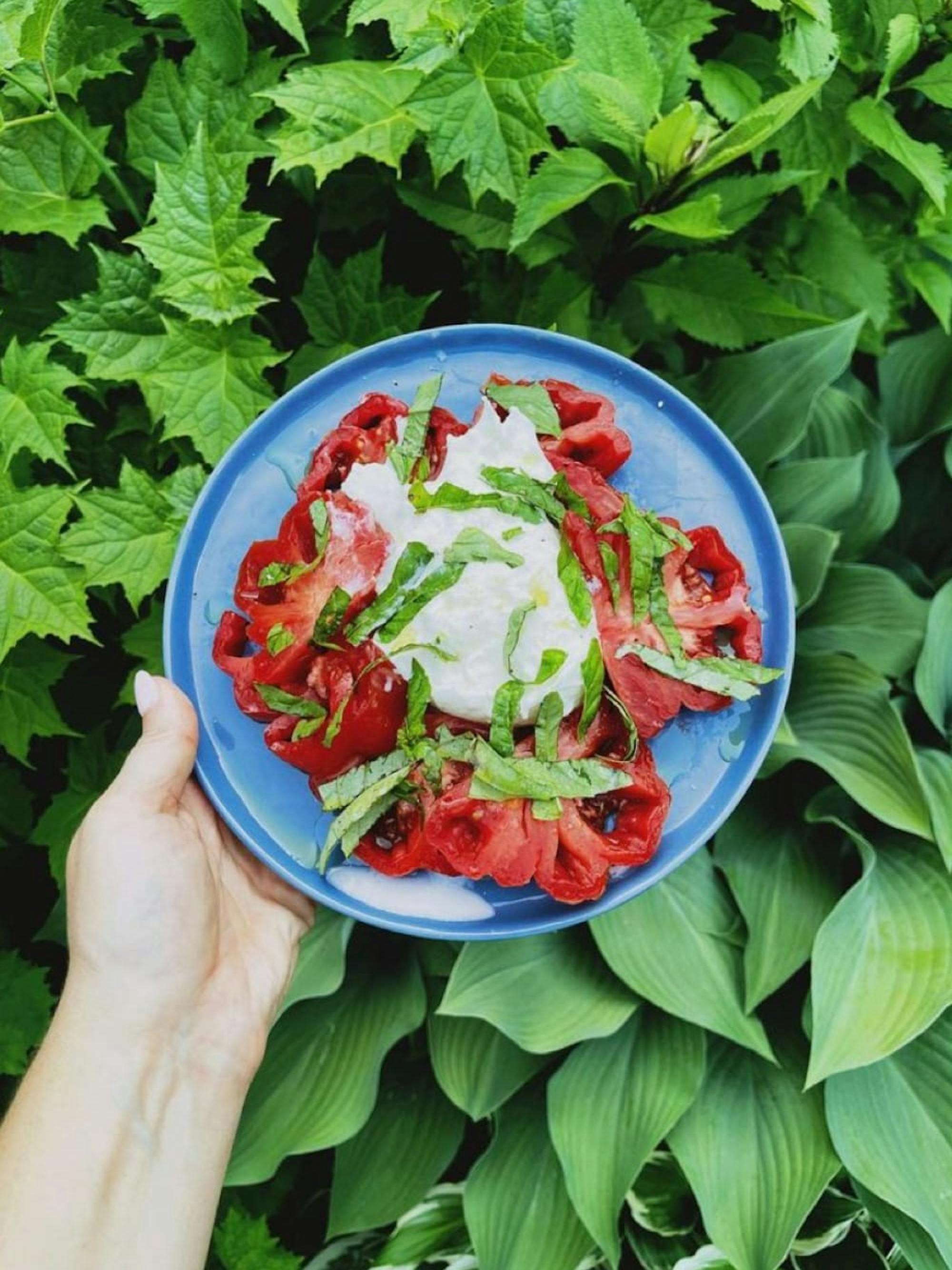 A tomato salad with burrata and basil on a blue plate. The background is bright green leaves.