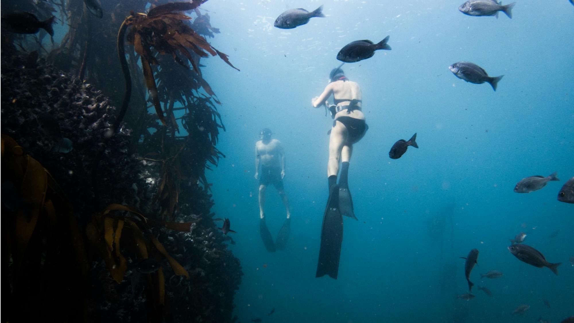 Pippa Ehrlich films Craig Foster underwater. They both wear flippers and bathing suits. To the left is a large protrusion of kelp. In the open water where they float, they are joined by a school of fish. A shaft of sunlight penetrates the surface of the ocean.
