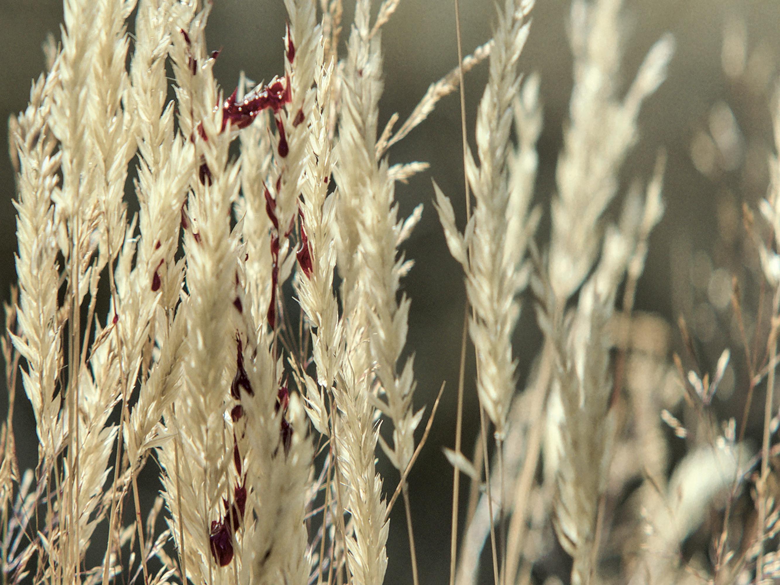 Some straws of grass covered in red gooey blood.