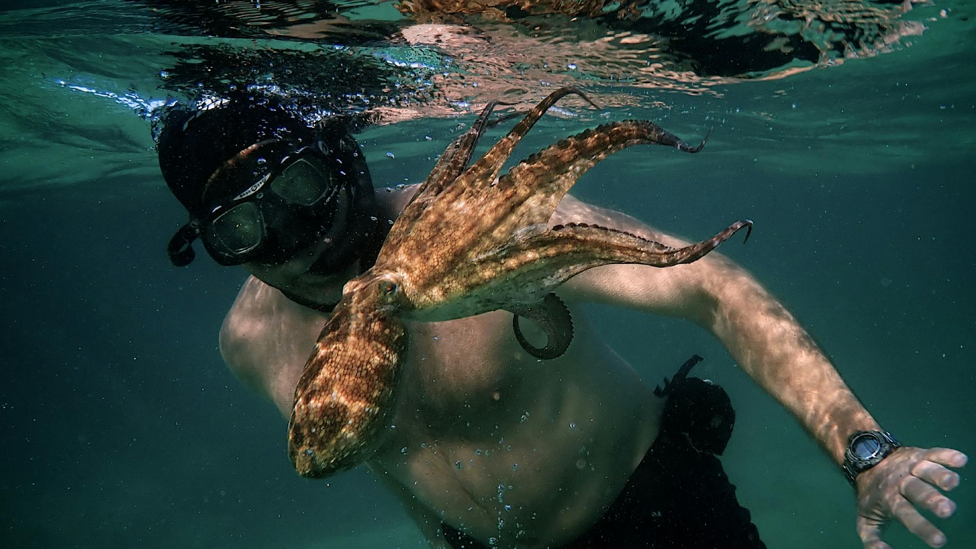 Craig Foster with the octopus just at the water’s surface. The small, brown and yellow creature is oriented with its tentacles toward the surface and its elongated head facing downward. Foster is looking at his friend. He wears snorkeling gear and a watch, but no wetsuit.