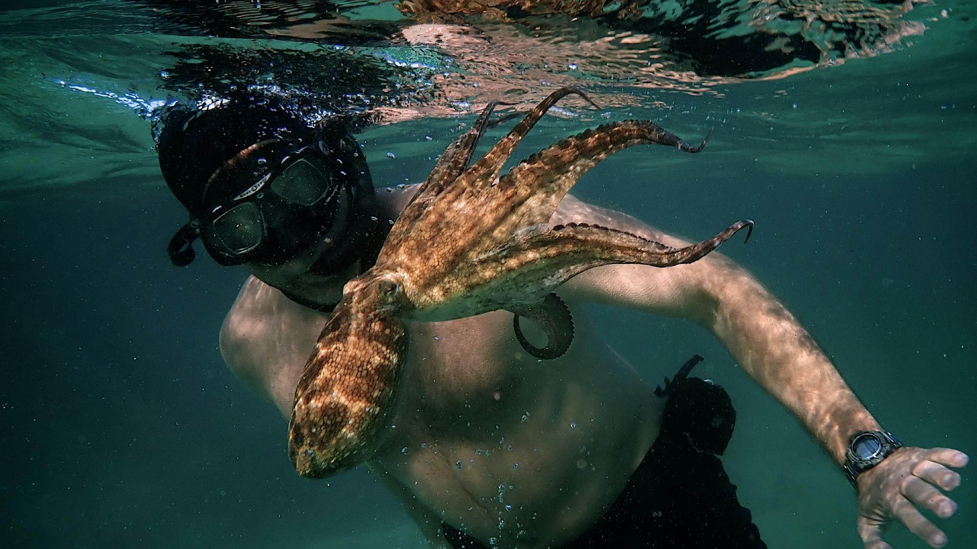 Craig Foster with the octopus just at the water’s surface. The small, brown and yellow creature is oriented with its tentacles toward the surface and its elongated head facing downward. Foster is looking at his friend. He wears snorkeling gear and a watch, but no wetsuit. 