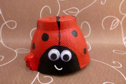 egg box ladybird