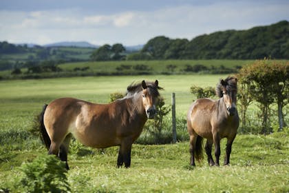 ponies at murlough nature reserve northern ireland