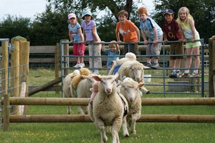 children watching sheep race