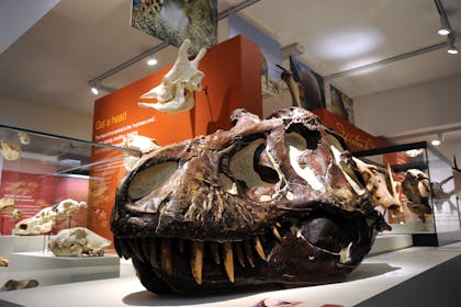 Dinosaur display