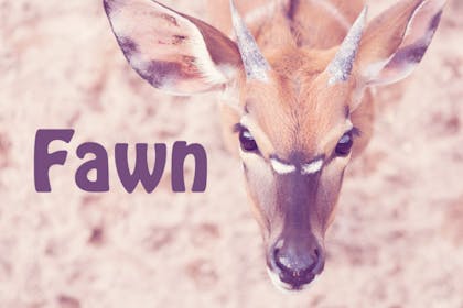 Animal baby names - Fawn