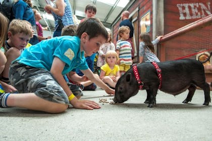 boy with piglet 